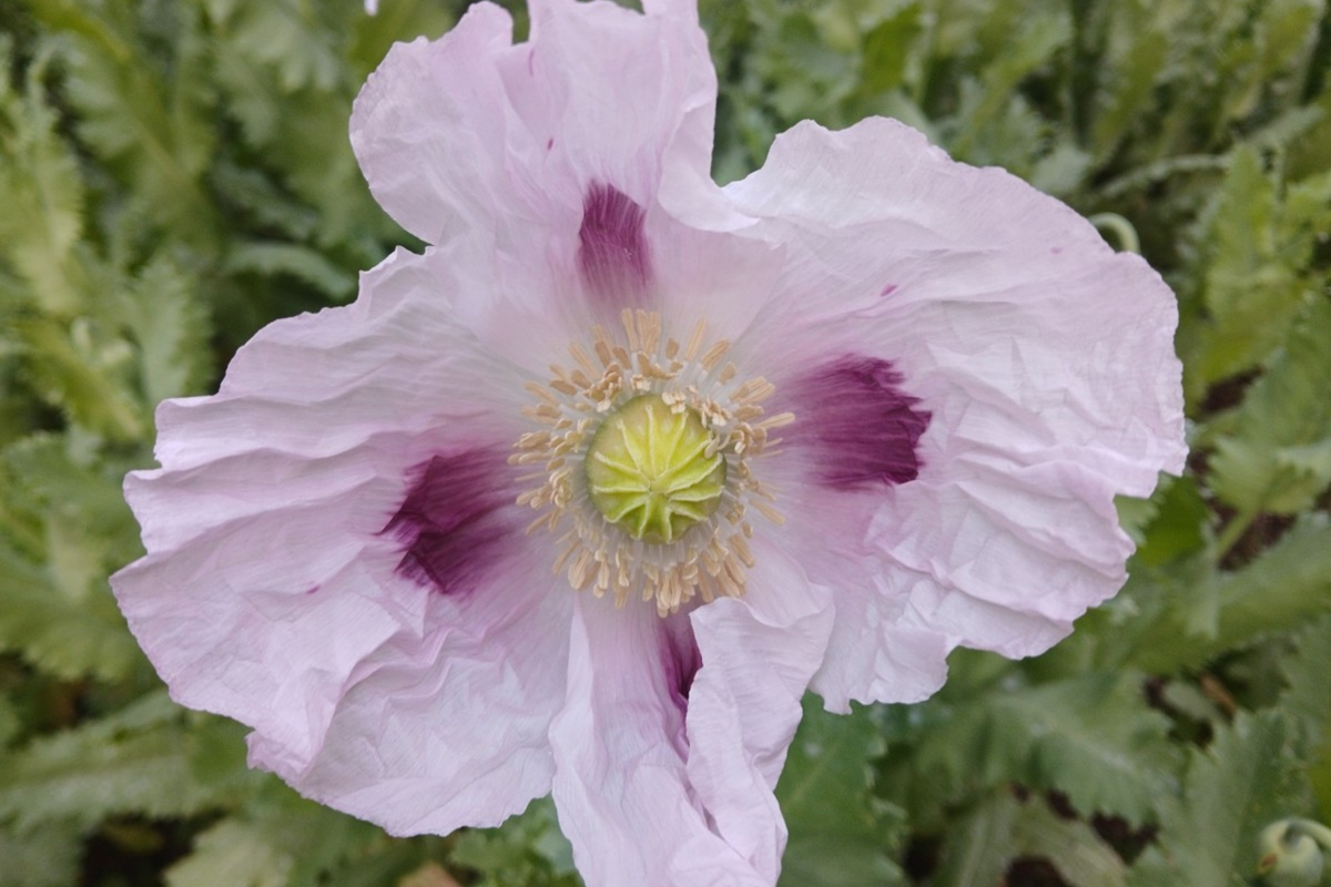 Organic Poppy Seeds - 20,000+ Untreated Turkish Papaver somniferum for Planting - Non-GMO Garden Seeds