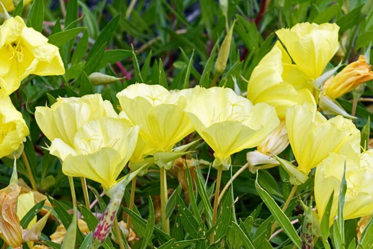 Missouri Yellow Primrose Seeds | Oenothera missouriensis | Flower Seeds for Garden | Non-GMO, High Germination Rate
