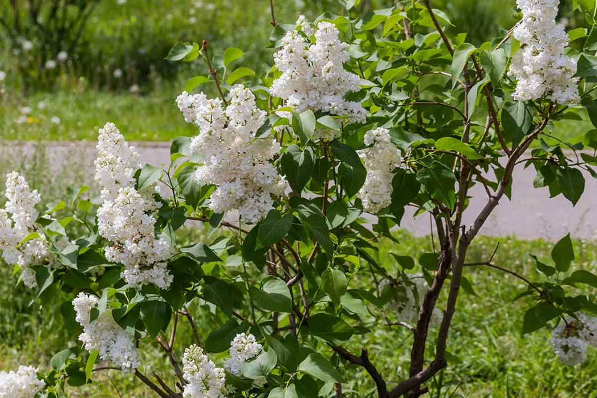 Japanese White Lilac Tree Seeds | Cold Hardy | Attracts Butterflies & Hummingbirds | Syringa reticulata