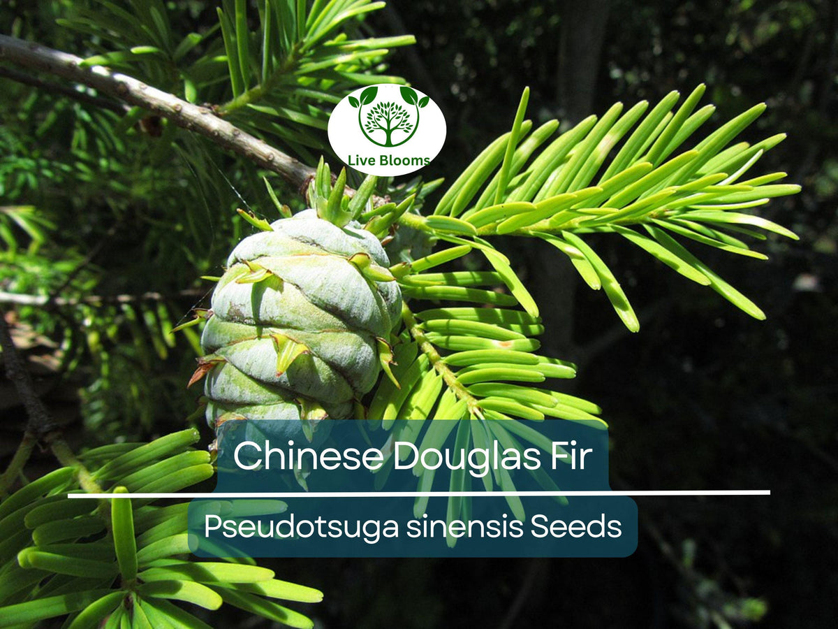 Chinese Douglas Fir Tree Seeds - 20 Pseudotsuga sinensis, Evergreen Conifer, Fast-Growing, Ideal for Landscaping & Wildlife Habitat