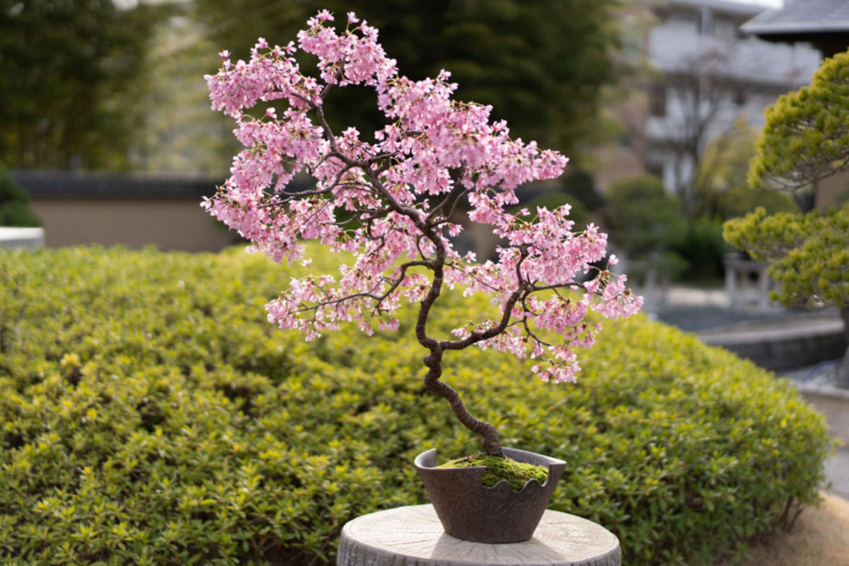 10 Seeds Japanese Cherry Blossom Bonsai - Pink Flowering Sakura Tree Prunus serrulata - Exotic Ornamental Seeds