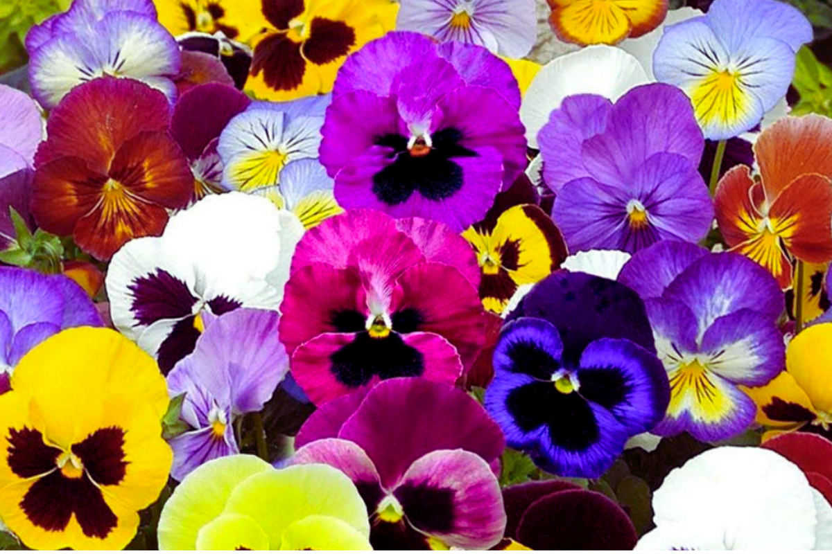 Swiss Giants Pansy Seeds - Pensee Mix - Colorful Flower Seeds - Viola Wittrockiana for Garden Planting
