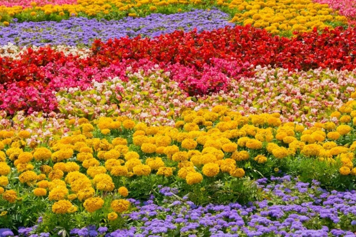Ruby Lewisia Seeds - 35 or 100 Non-GMO Flower Seeds - Lewisia cotyledon - Pink Perennial for Garden, Rock Gardens, Containers