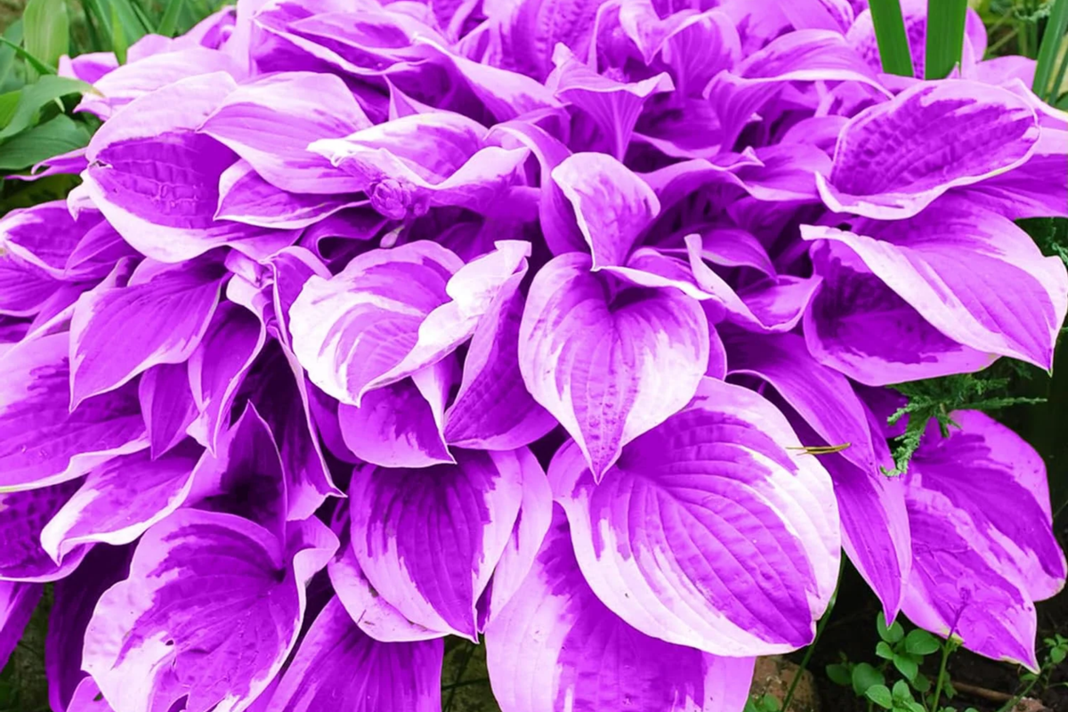 Purple Hosta Seeds - Hosta sieboldiana - Perennial Plant for Outdoor Garden - Vibrant Purple Foliage & Flowers