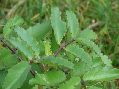 Leaf of Life Succulent Plant 4 Inch Kalanchoe pinnata - Tropical Easy-Care Foliage for Indoor & Outdoor Gardens
