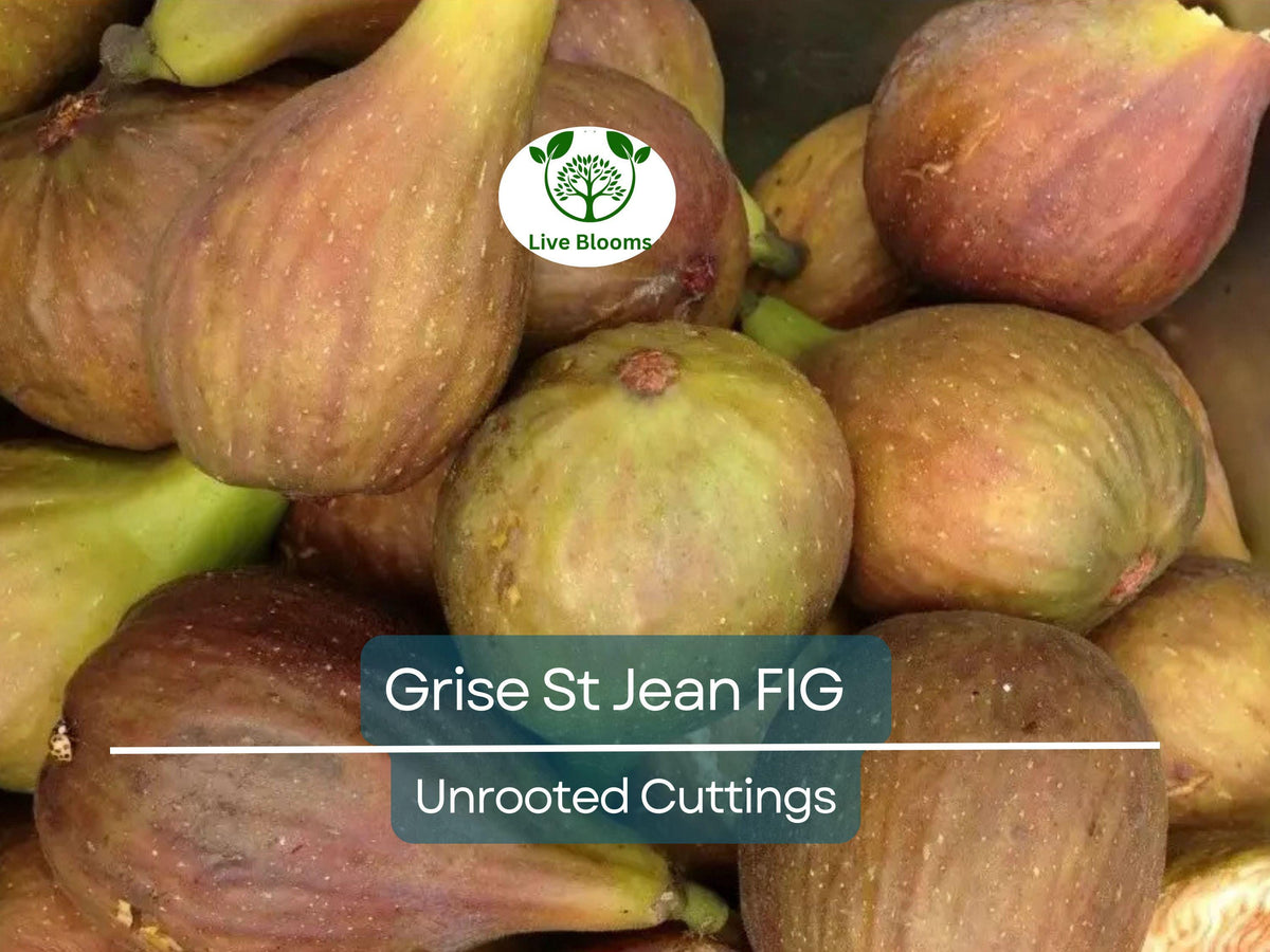 Unrooted Fig Tree Cuttings - 3 Pack - Grise St Jean - 6-8" with 3 Nodes - Early Fruiting - Delicious Sweet Figs - Ficus carica