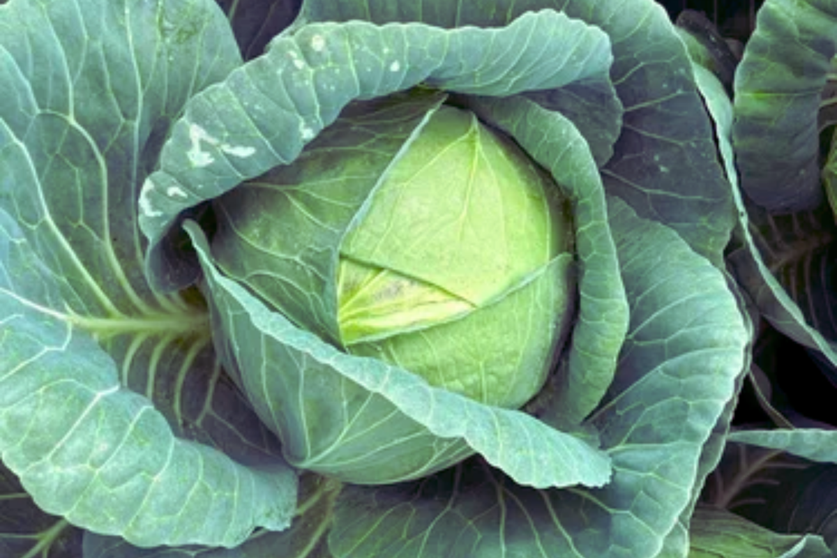 Hybrid Wakamine Green Cabbage Seeds - Brassica oleracea var. capitata - 20 Seed Packets for Abundant Harvests