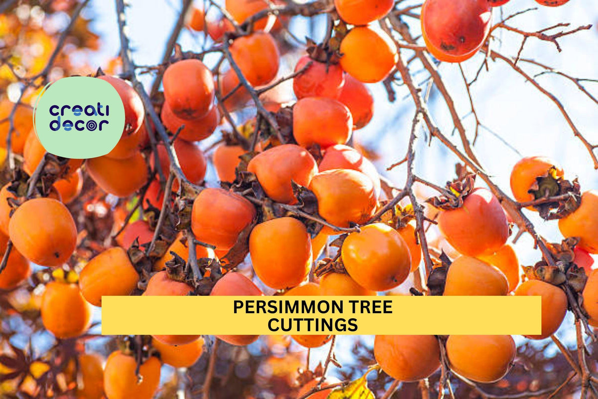 Persimmon Tree Cuttings – 3 Unrooted Hardwood Scions for Grafting or Rooting | Diospyros spp. | Ideal for USDA Zones 6–10