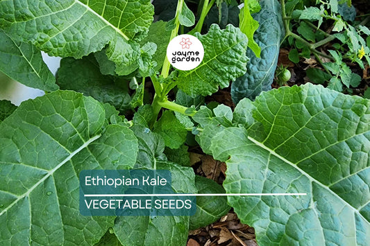 1,000 Ethiopian Kale Seeds | Heirloom Non-GMO Abyssinian Mustard | Brassica Carinata | Nutritious Leafy Greens for Salads