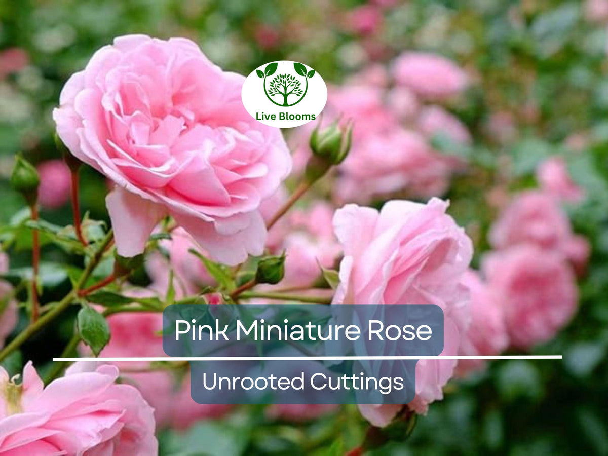 Organic Pink Miniature Rose Cuttings 6" - Rosa 'Fairy', Easy to Root, Grafting, Ideal for Containers, Pollinator-Friendly