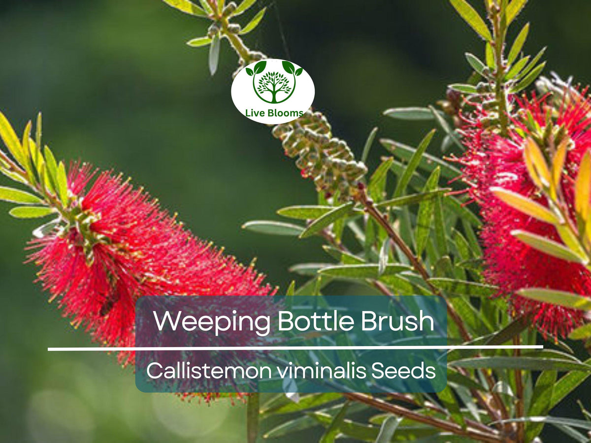 100 Weeping Bottle Brush Seeds | Red Flower Tree | Callistemon viminalis | Australian Native | Fast Growing Landscaping Plant