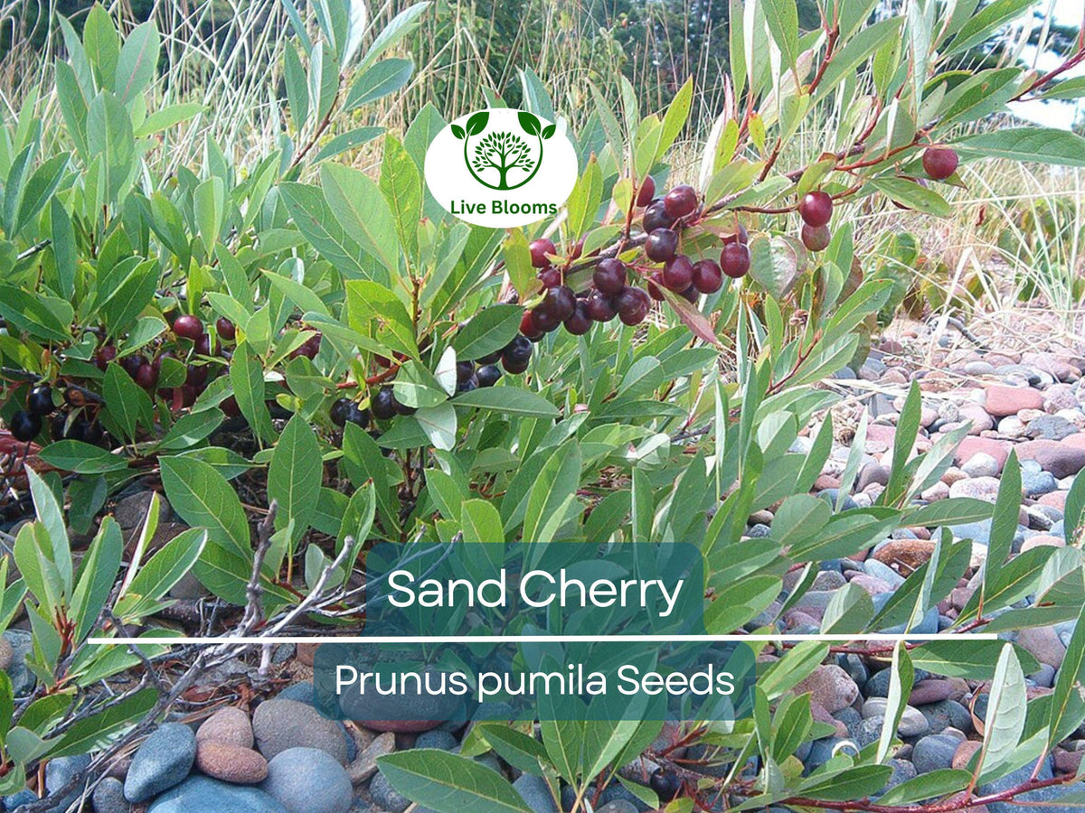 5 Sand Cherry Seeds | Prunus pumila | Edible Hardy Fruit Shrub | Non-GMO | Compact Garden Tree for Jams & Preserves