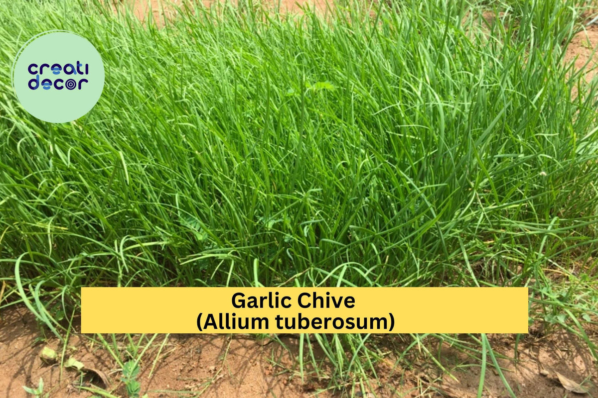 Garlic Chive Bare Root Plants - 70 Count - Allium tuberosum - Hardy Edible Herb for Gardens, Culinary Use, Organic Growth