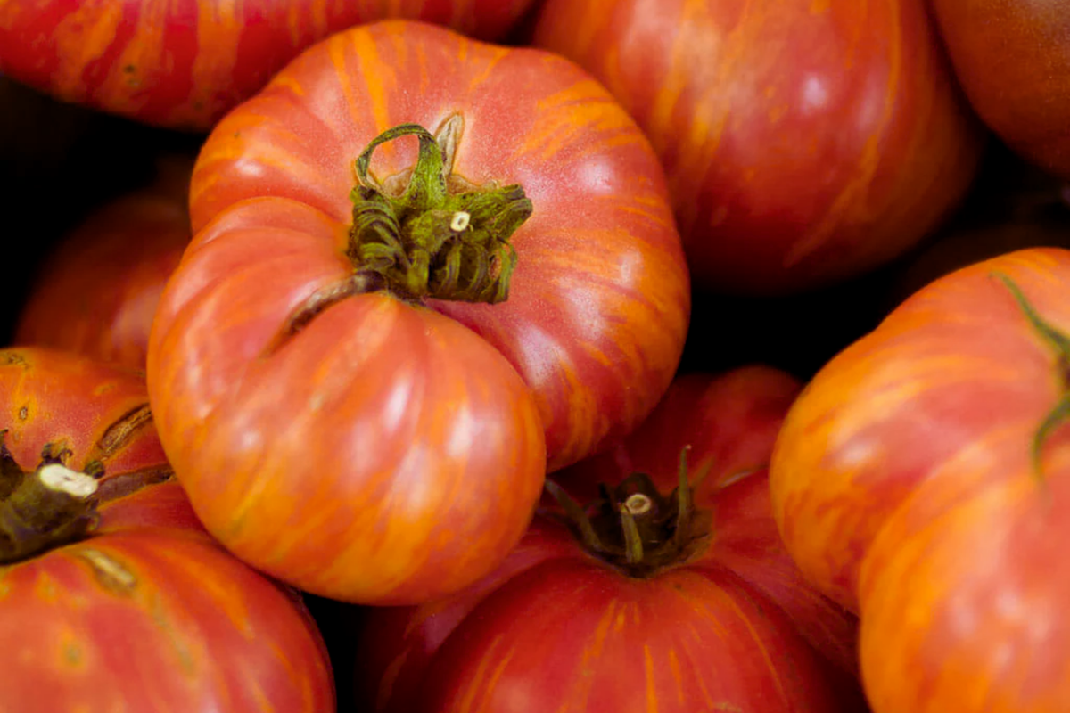 Big Rainbow Tomato Seeds | Non-GMO Heirloom Beefsteak Variety | Solanum lycopersicum