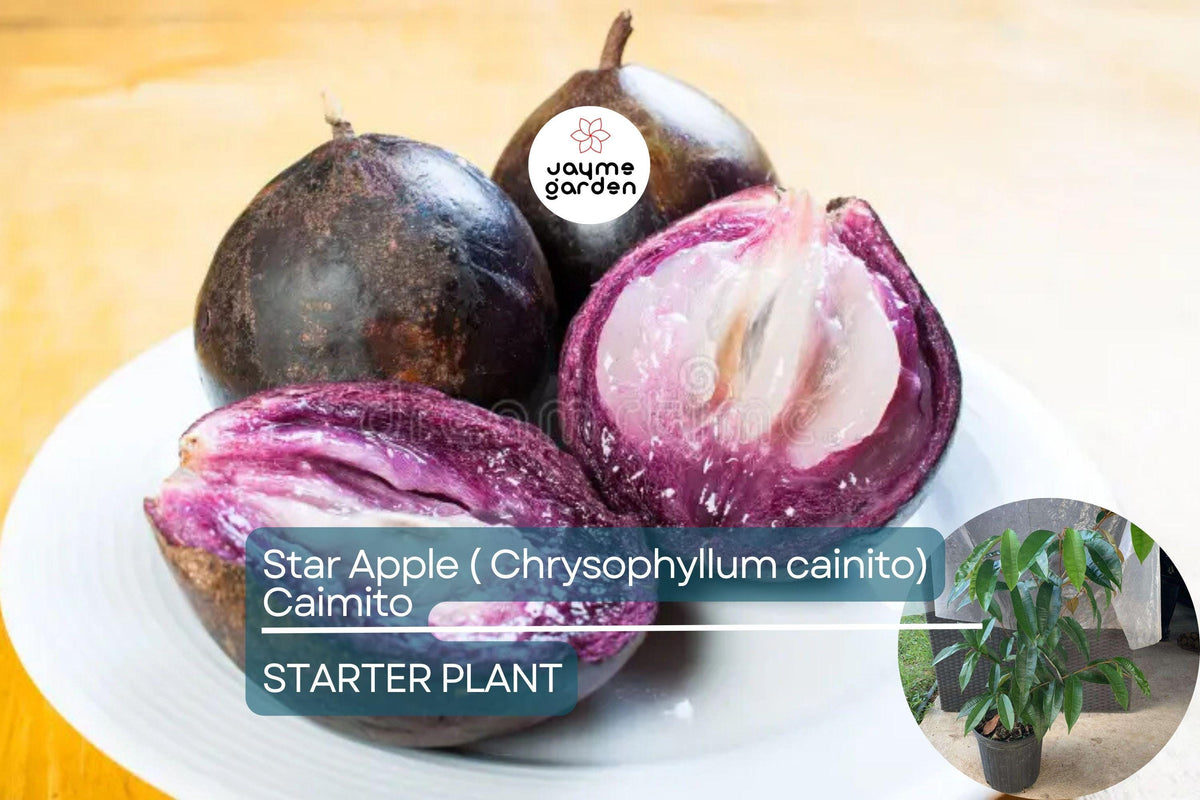 Star Apple Tree 1'-2' Tropical Live Fruit Tree Chrysophyllum cainito Sweet Starry Fruits Exotic Evergreen Plant