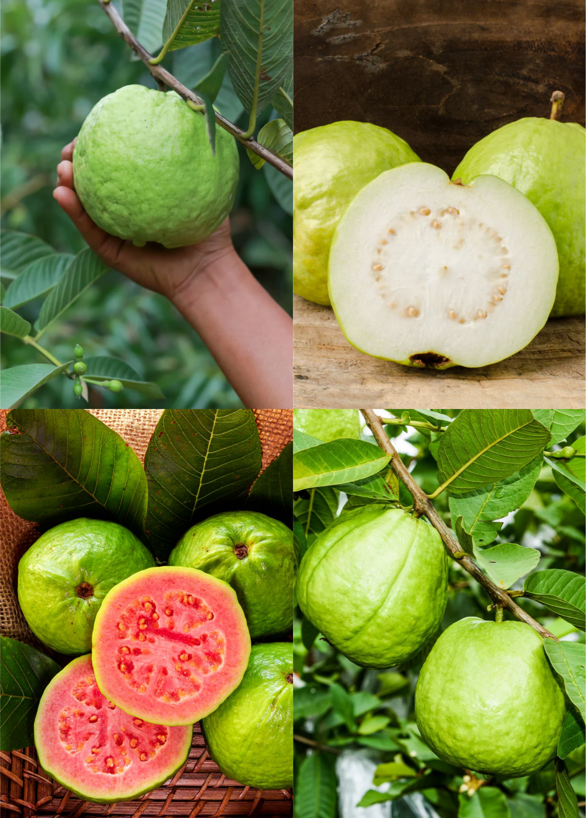 XL Guava Bundle - 'Ruby Supreme' & 'Kilo' Guava Trees - Mature Fruit Trees - Psidium guajava - Tropical Fruit Collection