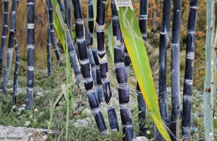 Dark Purple Sugarcane Rooted Cuttings 5 Count - Saccharum officinarum - Ready to Plant