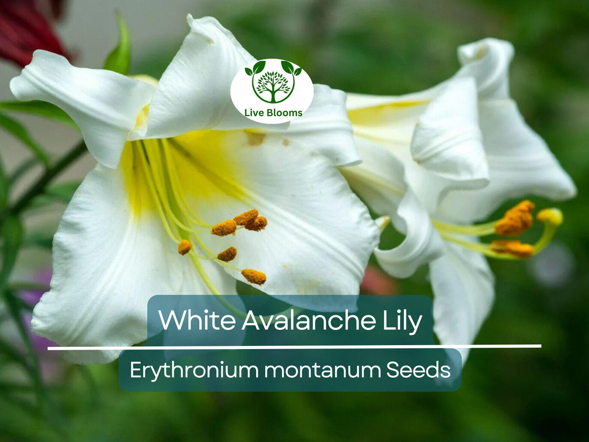 10 White Avalanche Lily Seeds - Erythronium montanum - Perennial Flower for Shade Gardens, Easy to Grow, Pollinator-Friendly