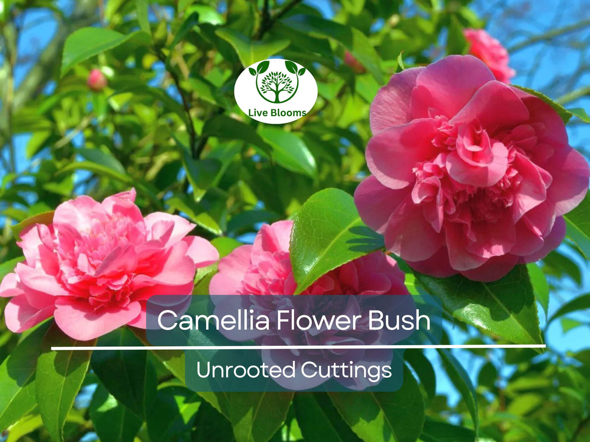 Fresh Unrooted Cuttings of Camellia Shrubs 6-8 Inches - Camellia japonica - Hardy, Colorful Blooms for Propagation