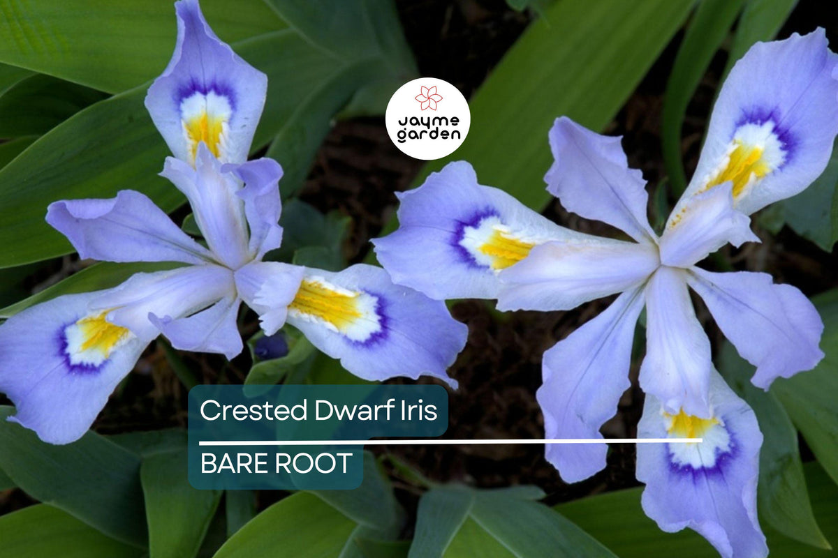 Crested Dwarf Iris Bare Root Plants - Organic Wildflower, Shade Perennial, Iris cristata, Low-Growing Ground Cover, Easy to Grow