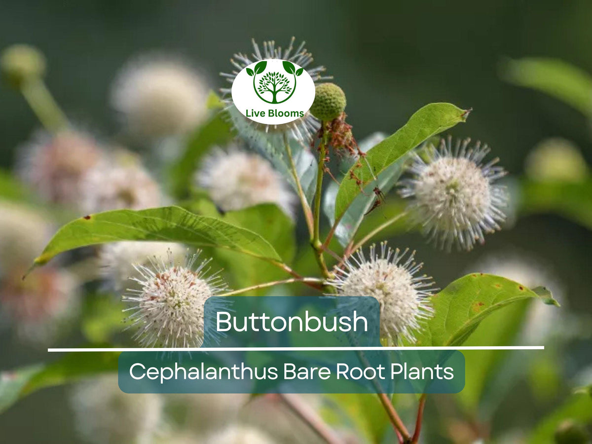 Buttonbush Live Plant 12–18” Bare Root Shrub - Cephalanthus Occidentalis - Pollinator Magnet with Unique White Blooms