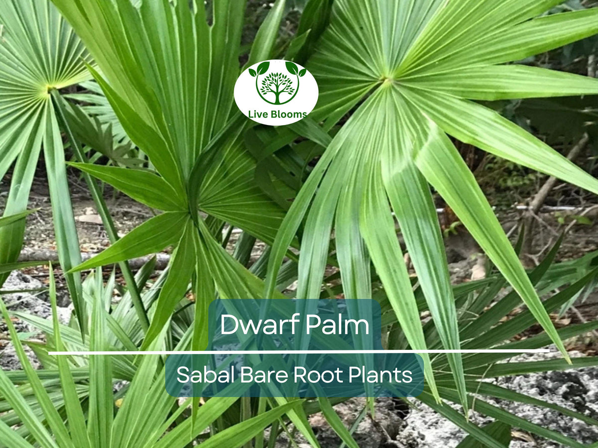 Dwarf Palm Trees - 3 Live Bare Root Plants - Compact Tropical Bundle - Cold Hardy & Low Maintenance - Arecaceae Family