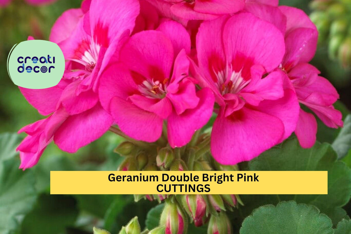 4 Unrooted Geranium Cuttings - Double Bright Pink Flowers - Pelargonium spp. - Ideal for Pots, Borders, Hanging Baskets