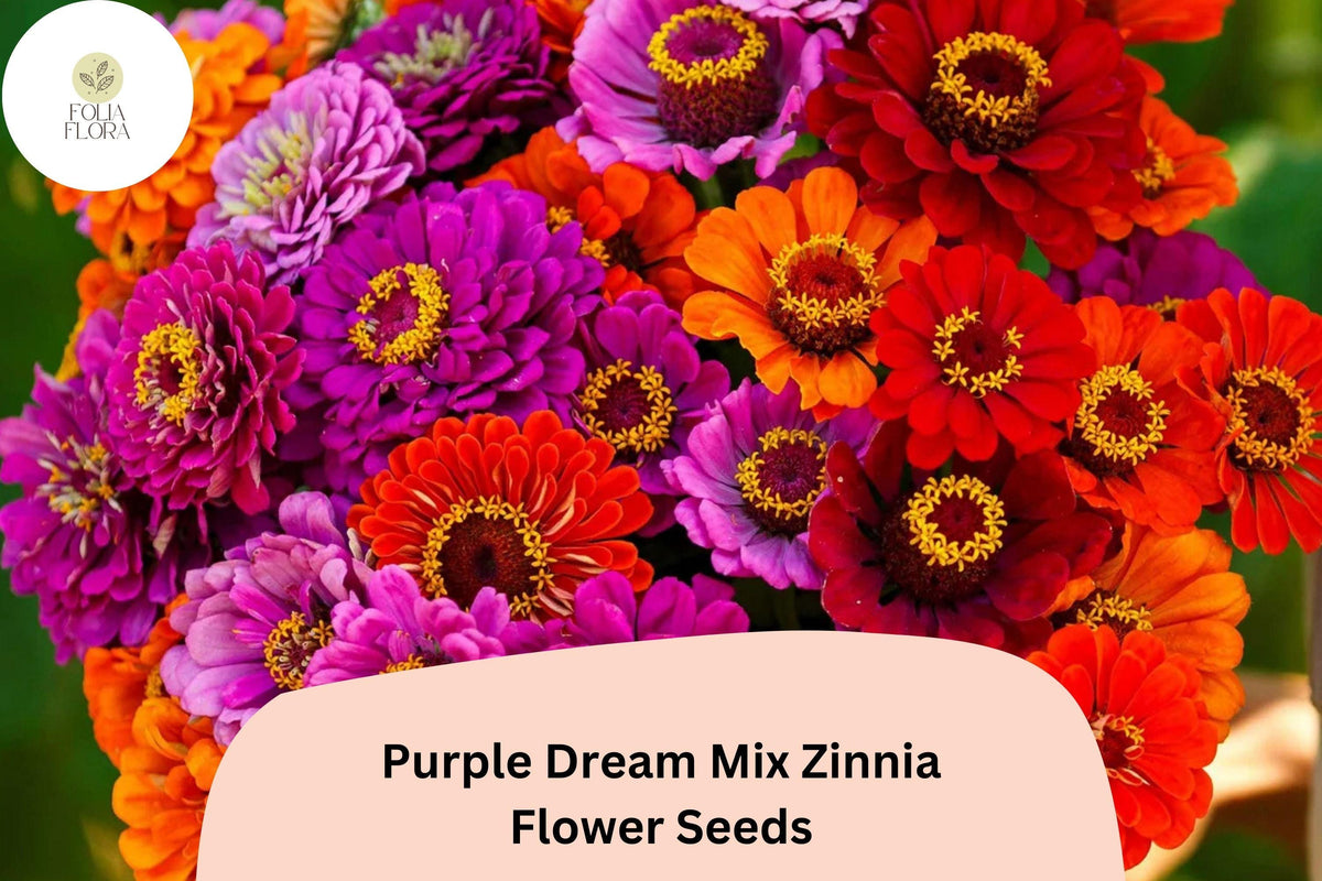 Zinnia Seeds - 100+ Purple Dream Mix, Violet Blooms, Cut Flowers - Zinnia elegans for Gardens & Bouquets
