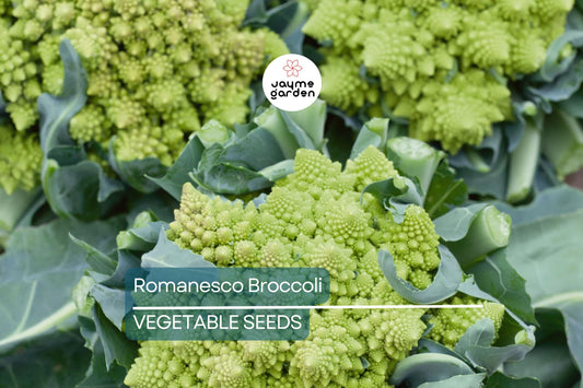 1,000 Romanesco Broccoli Seeds – Non-GMO Heirloom, Unique Fractal Shape, Brassica oleracea var. botrytis, USA Seller
