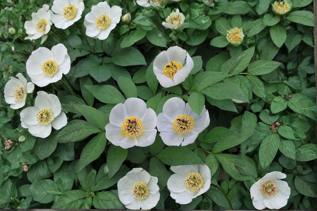 5 Japanese Woodland Peony Seeds - Paeonia japonica - Rare Perennial for Shade Garden