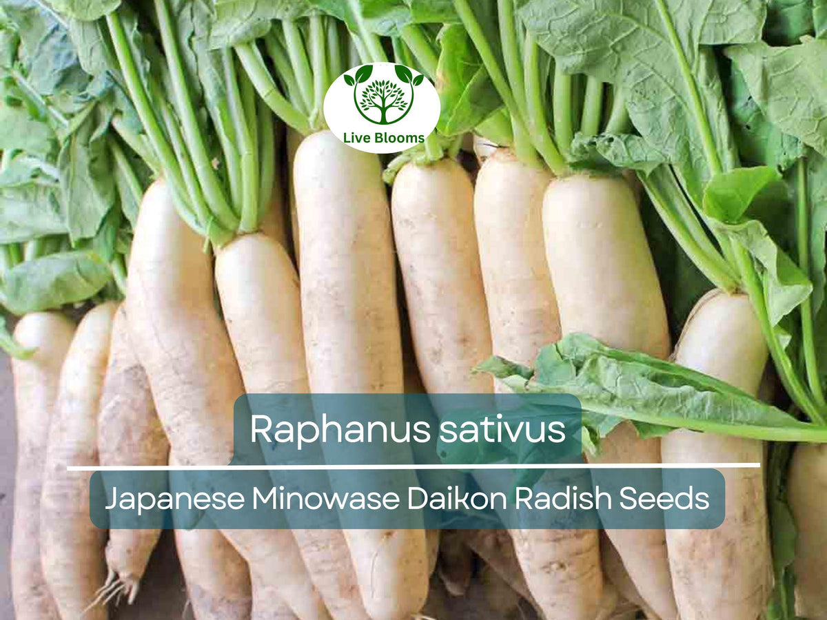 Japanese Minowase Daikon Radish Seeds 1 Gram - Raphanus sativus Heirloom for Planting, Gardening & Crisp White Harvests