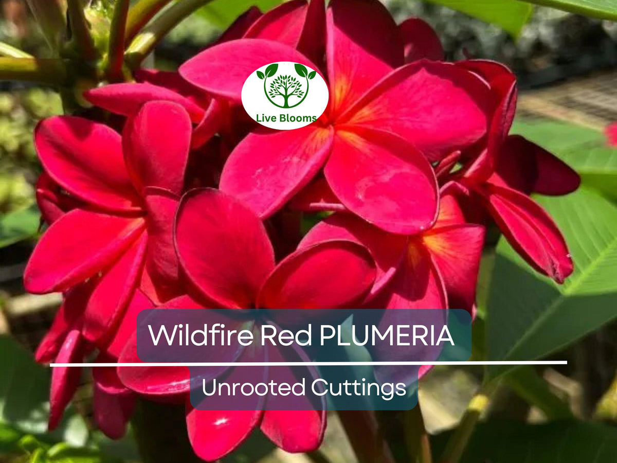 Plumeria Cuttings 9-12" Wildfire Red Frangipani Rare Unrooted Tropical Flowering Plant for Propagation