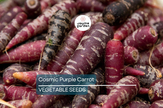 1,000 Cosmic Purple Carrot Seeds - Non-GMO, Open Pollinated, Daucus carota - Vibrant Purple Roots for Garden & Microgreens