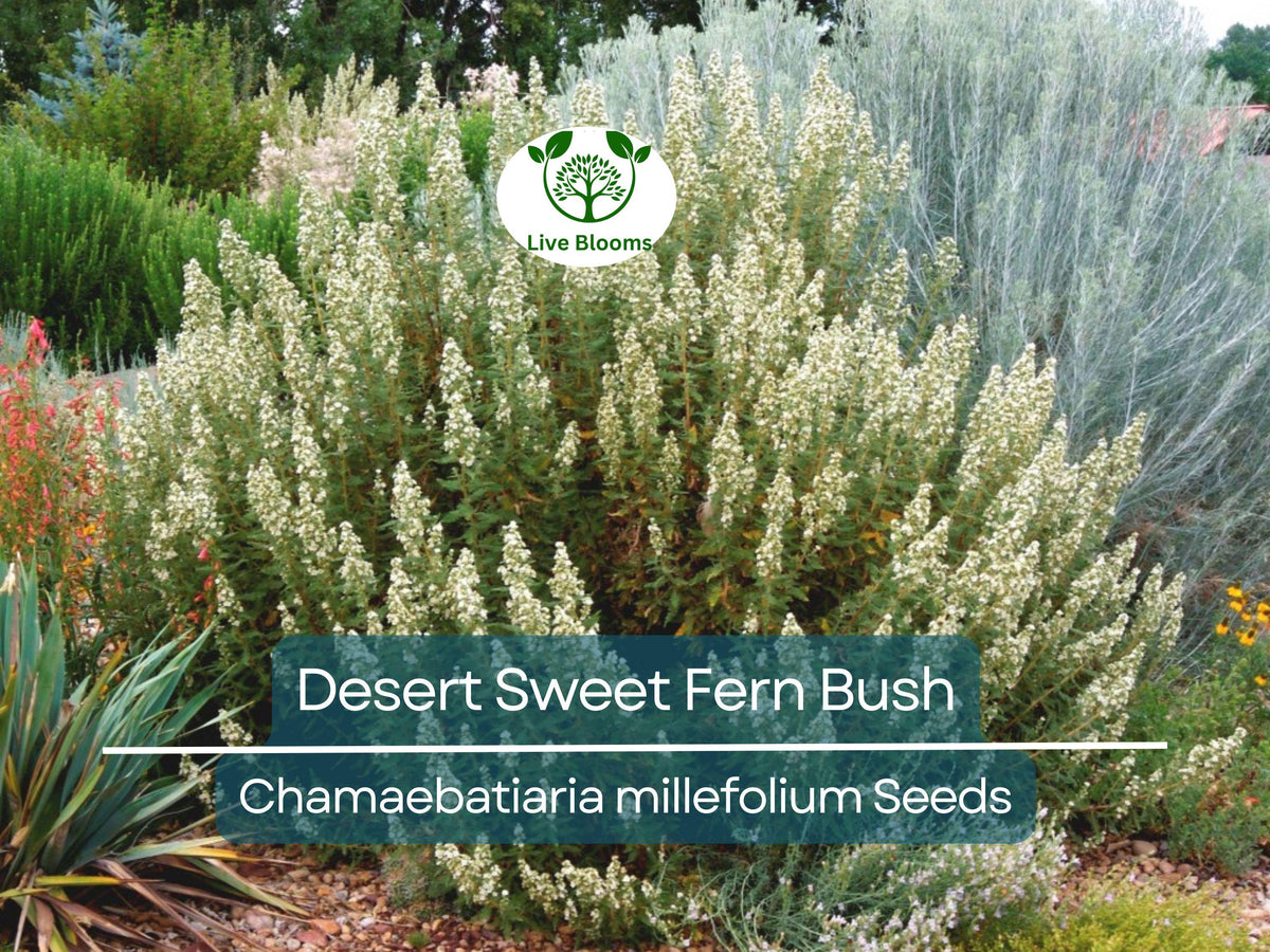 20 Desert Sweet Fern Bush Seeds | Drought Tolerant Native Shrub | Chrysothamnus millefolium | Low Maintenance Landscaping