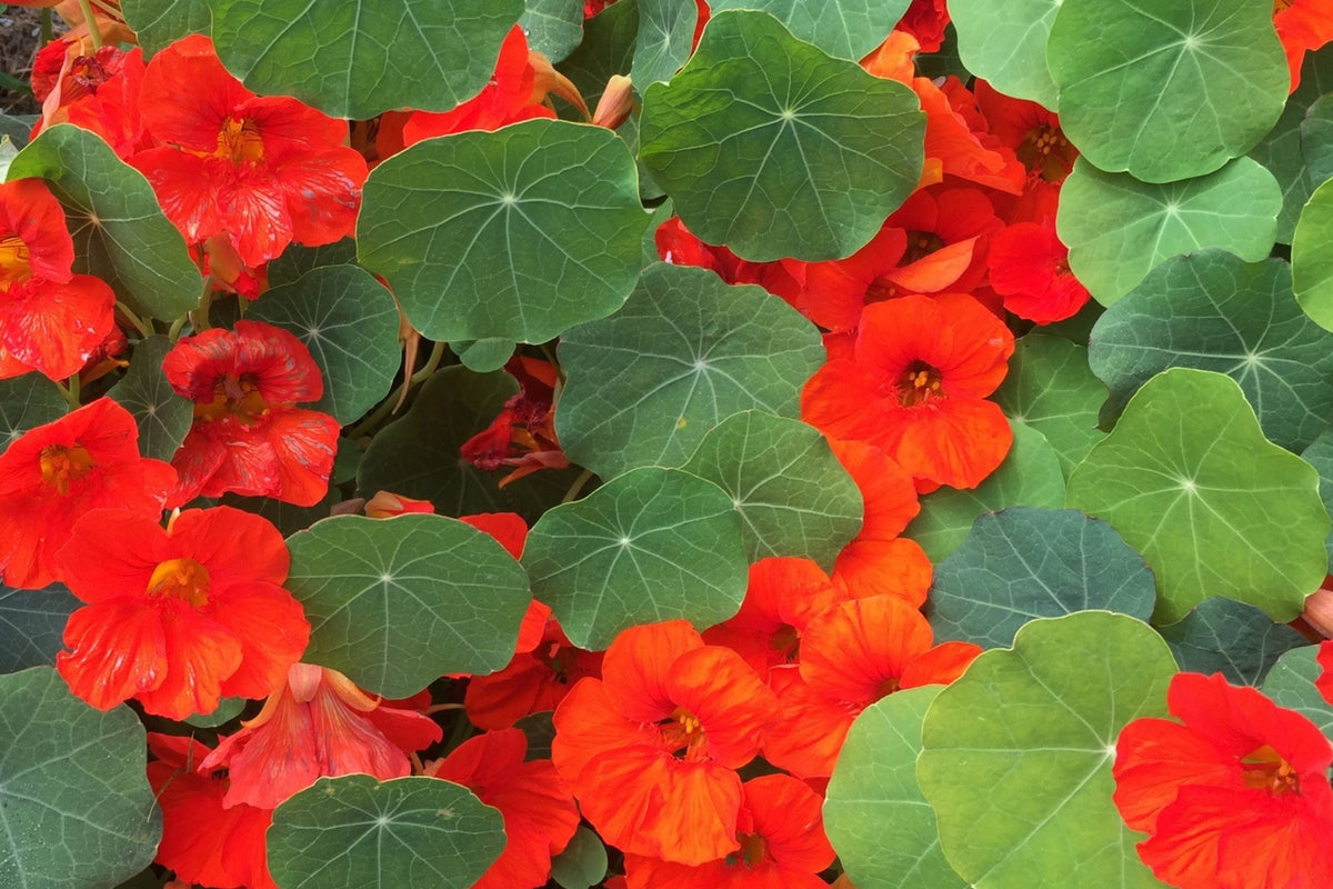 Empress Of India Nasturtium Seeds | Crimson Edible Flowers | Non-GMO Heirloom | Tropaeolum minus | Compact & Fragrant