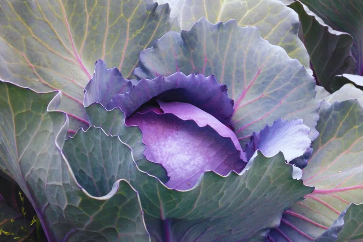 Red Acre Cabbage Seeds - 100 Non-GMO Heirloom Seeds, Brassica oleracea var. capitata, Compact Growth, Red-Purple Color