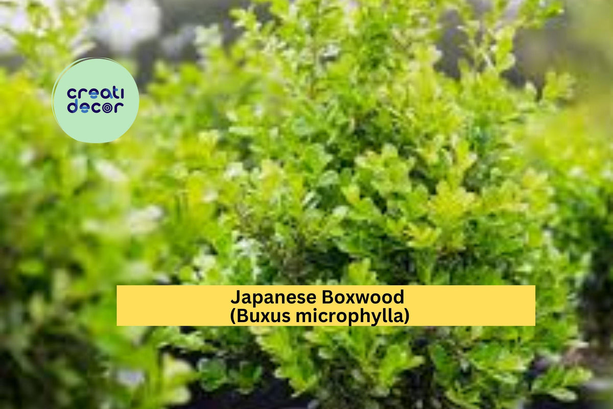 Japanese Boxwood Live Plants Set of 6 | Buxus microphylla Evergreen Shrubs for Hedges and Borders | Dense Green Foliage