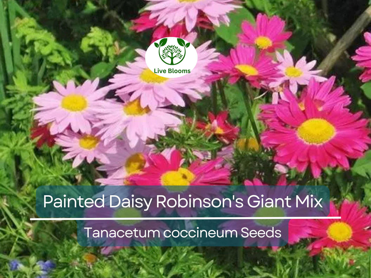 50 Seeds Painted Daisy Robinson's Giant Mix - Non-GMO Perennial Cut Flowers - Easy to Grow, Attracts Pollinators