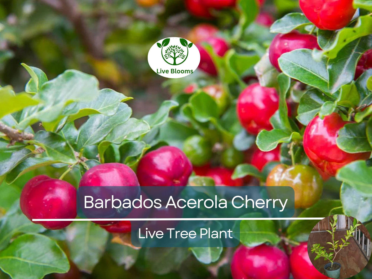 Barbados Acerola Cherry Tree Plant - 12" Live Cut Back, Malpighia emarginata, Edible Fruit, Tropical, Fast Growing, Garden Plant