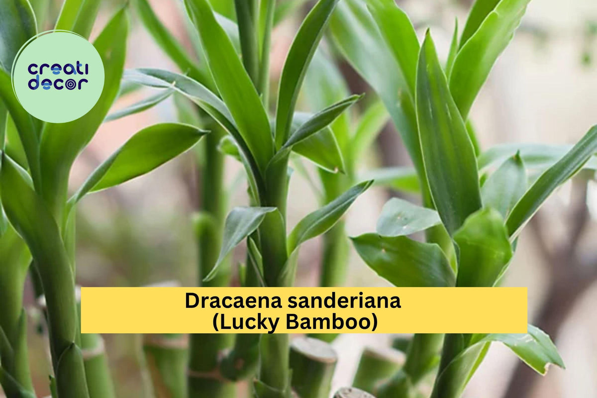 Lucky Bamboo Plant – 3 Stalks (4”, 6”, 8”) – Dracaena sanderiana – Feng Shui Indoor Decor for Good Luck and Prosperity