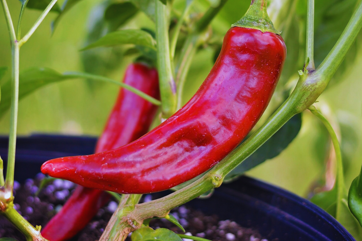 Kung Pao Pepper Seeds | Non-GMO Red Chili & Guajillo Variety | Capsicum annuum