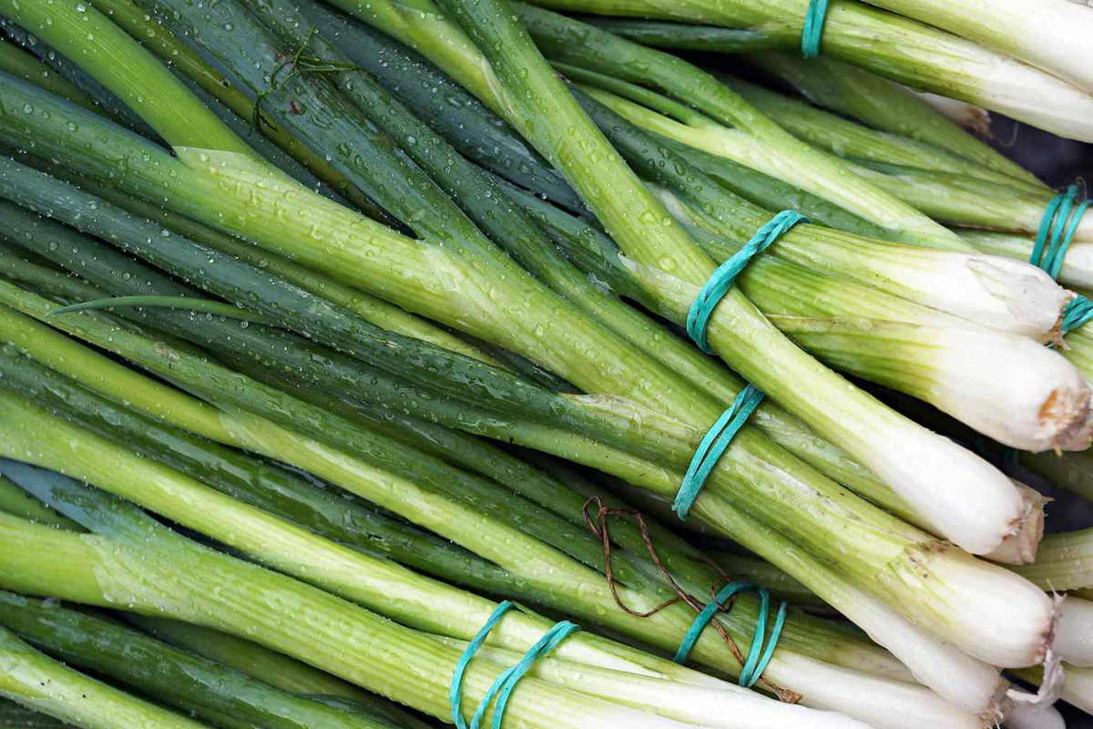 Green Onion Seeds - White Lisbon Variety - Evergreen Onion, Bunching Onion (Allium fistulosum) - 200 Seeds Packet