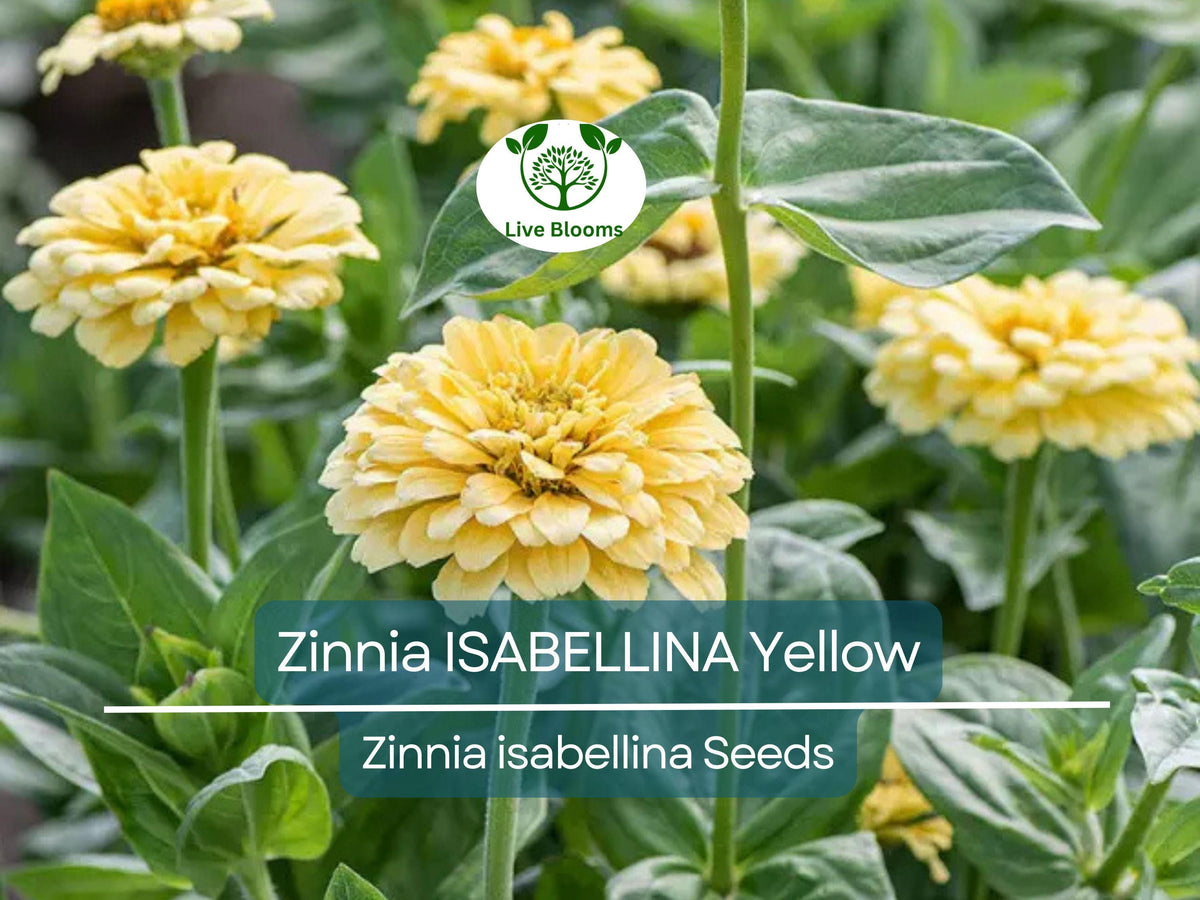 200 Non-GMO Zinnia Seeds Isabellina Yellow - Huge Blooms, Attracts Butterflies & Hummingbirds, Easy to Grow Annual Flowers