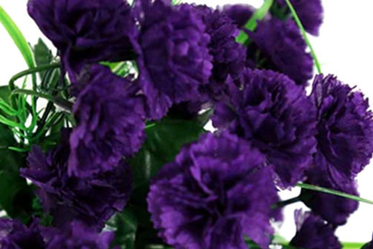 Grenadin King of Blacks Carnation Seeds | Deep Purple Fragrant Heirloom | Pollinator Friendly | Dianthus caryophyllus