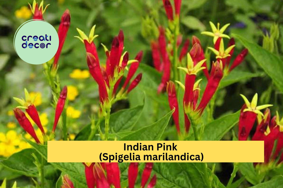 Indian Pink Plant Bare Root Perennial - Spigelia marilandica - Red Flowers with Yellow Tips - Pollinator Friendly