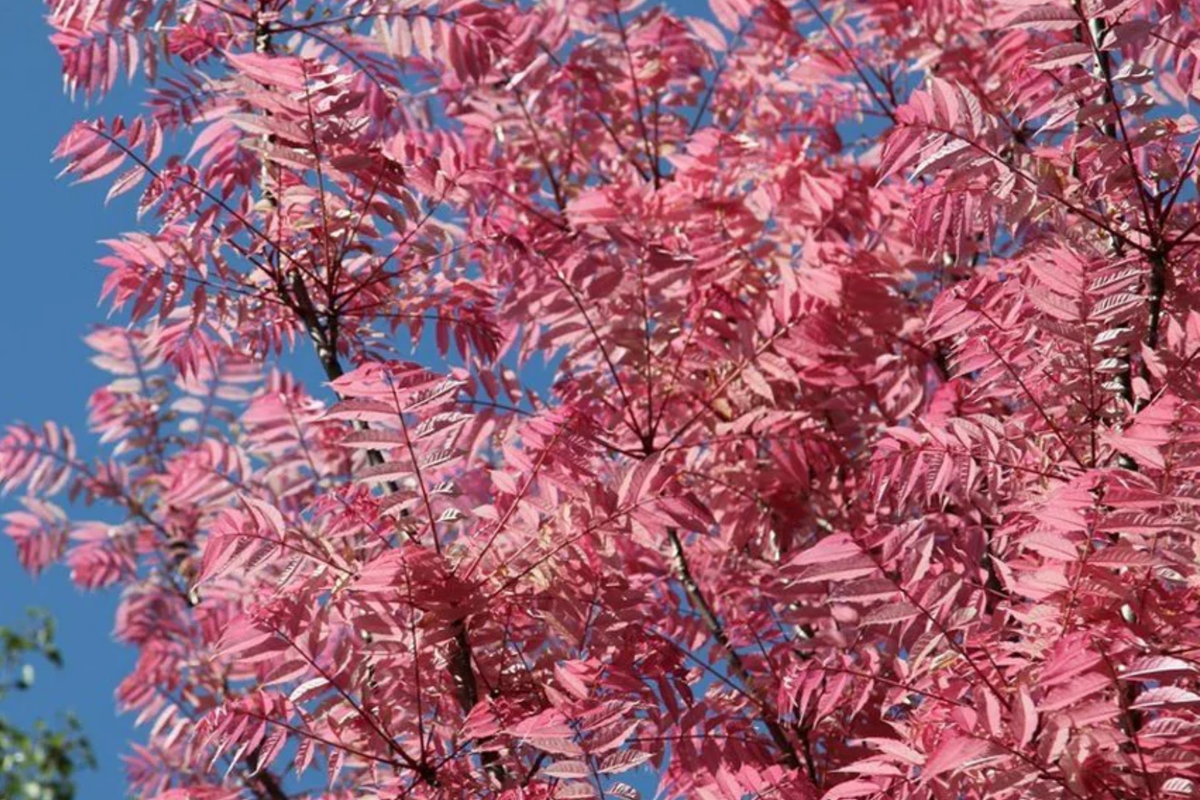 Red Toon Seeds - Heirloom Chinese Mahogany & Cedar - Toona sinensis - Culinary Flavor for Home Gardening