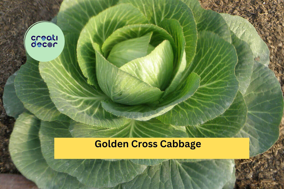 Golden Cross Cabbage Plants Set of 4 | 6-Inch Starters | Brassica oleracea Hybrid for Garden Vegetable Growing