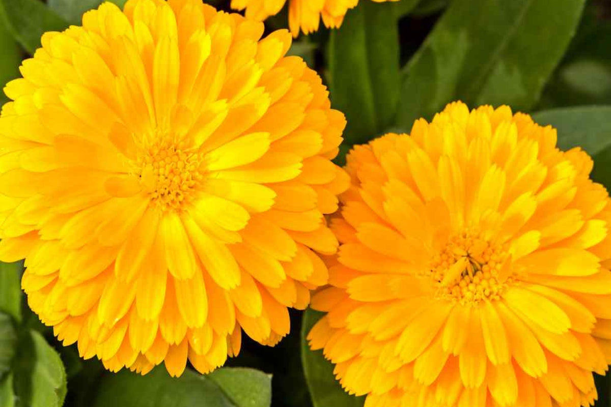 Golden Emperor Calendula Seeds | Non-GMO | Edible Bright Yellow Blooms | Calendula officinalis | Pollinator Friendly