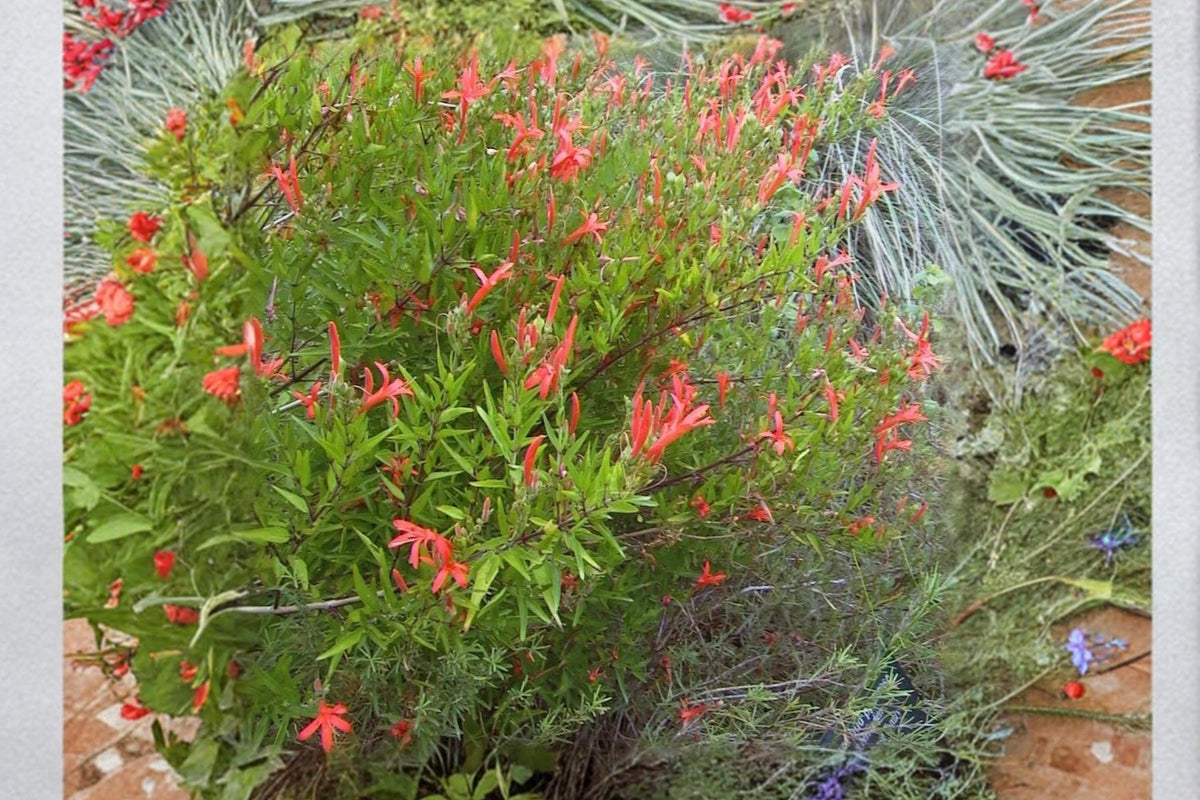 Flame Acanthus Plant 1 Gallon Red-Orange Flowers Anisacanthus quadrifidus Texas Native Shrub Drought-Tolerant Perennial
