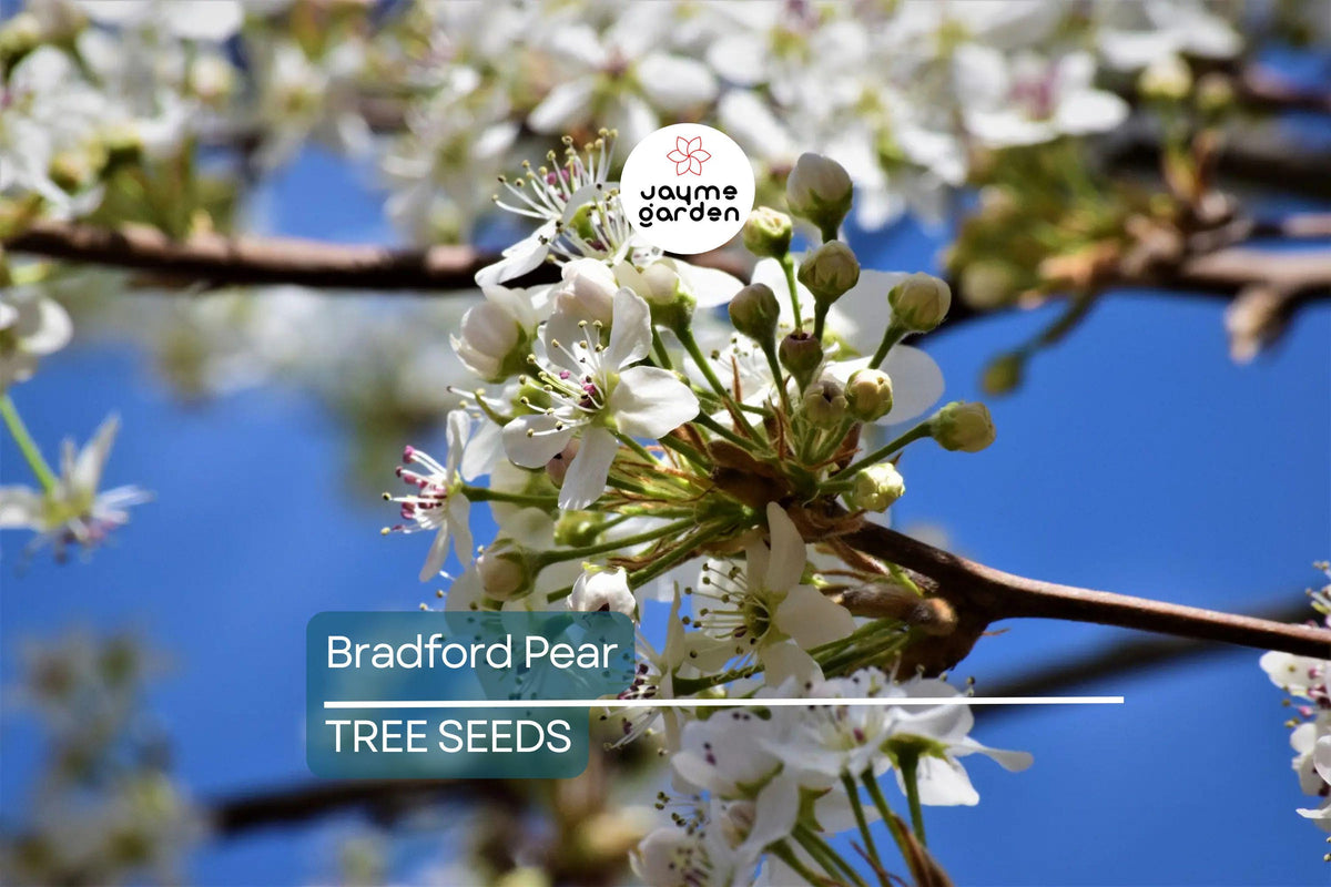 20 Bradford Pear Tree Seeds - Fast Growing Ornamental, White Blooms, Pyrus calleryana - Cold Hardy for Zones 4-8